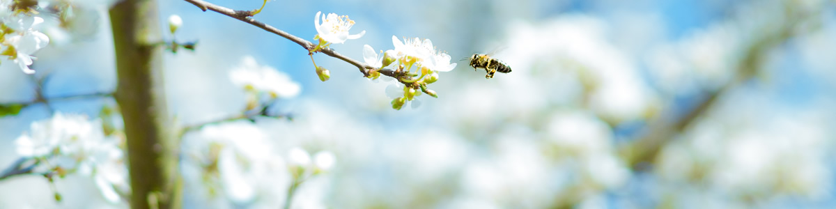Anaphylaktischer Schock: Akute Reaktion des Immunsystems
