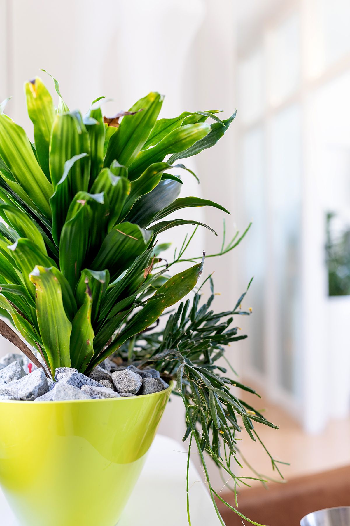 Imusym Praxis Impression 15